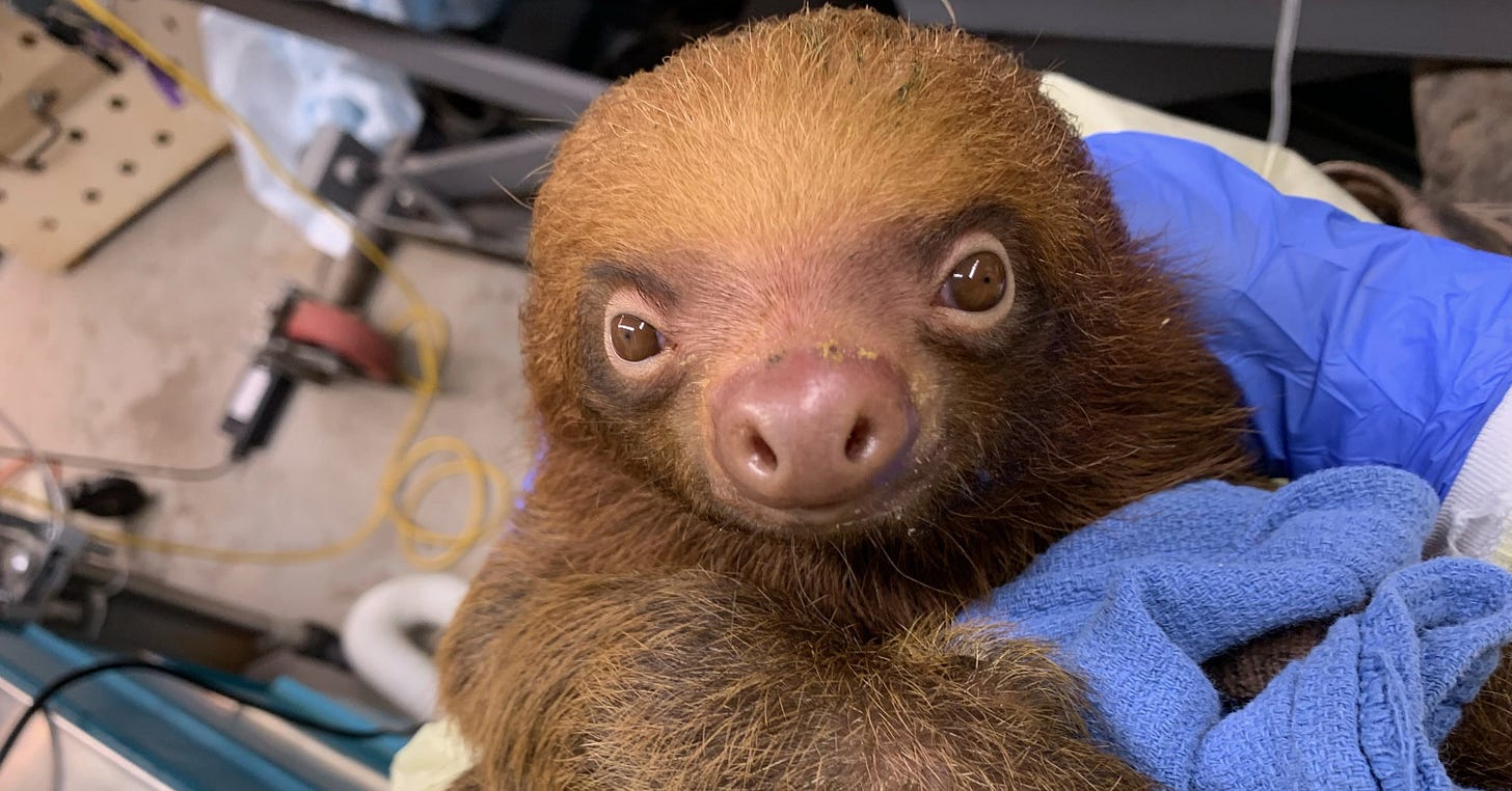 The number of dead sloths from Florida attraction now up to 33