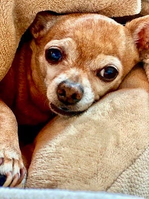 A dog lying on a blanket

Description automatically generated