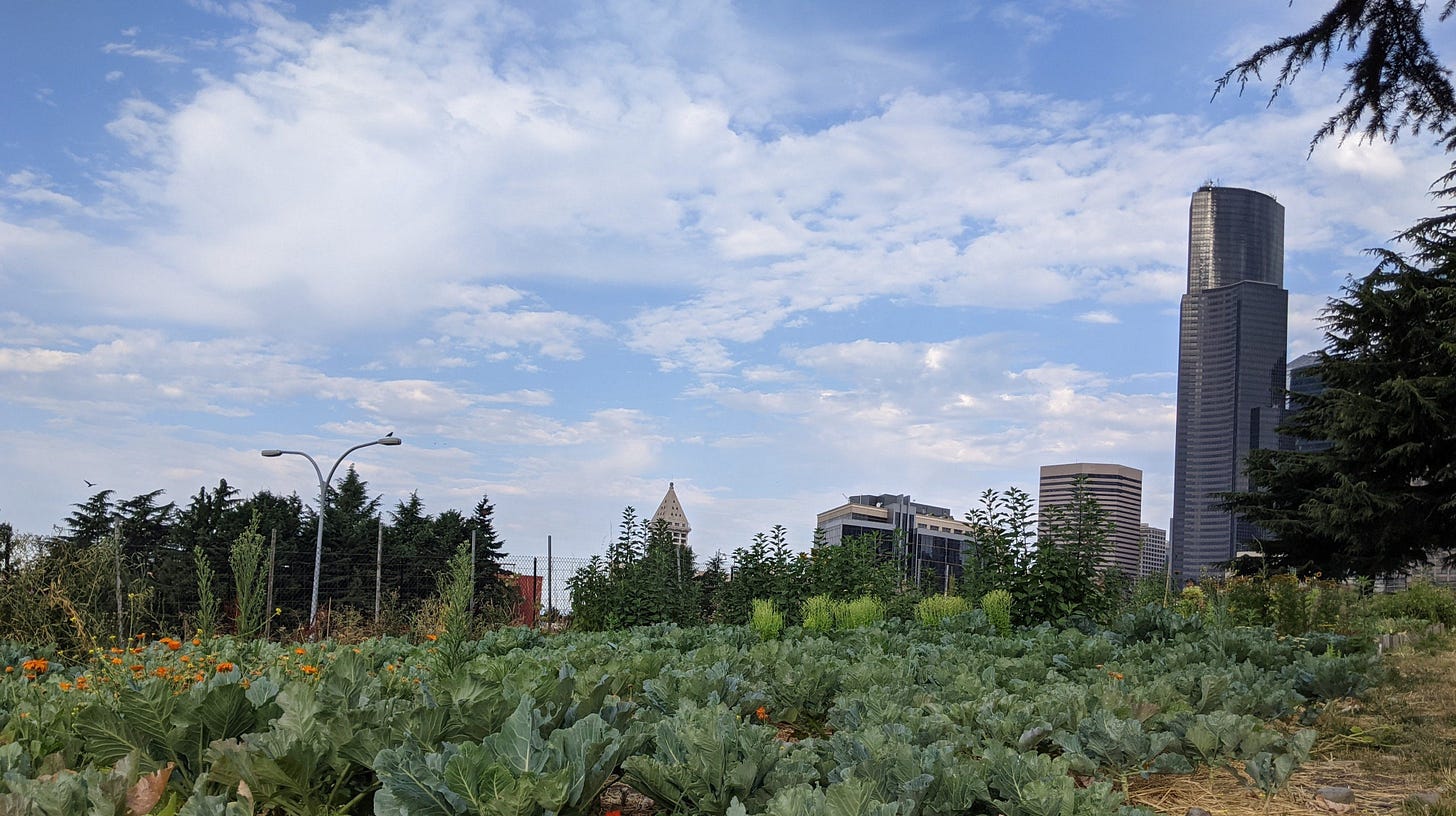 image of some of Yes Farm's crop's with the Seattle skyline in the background image of some of Yes Farm's crop's with the Seattle skyline in the background