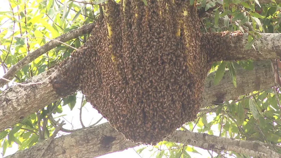 Bradenton Beehive Removal Doubles as First Responder Training