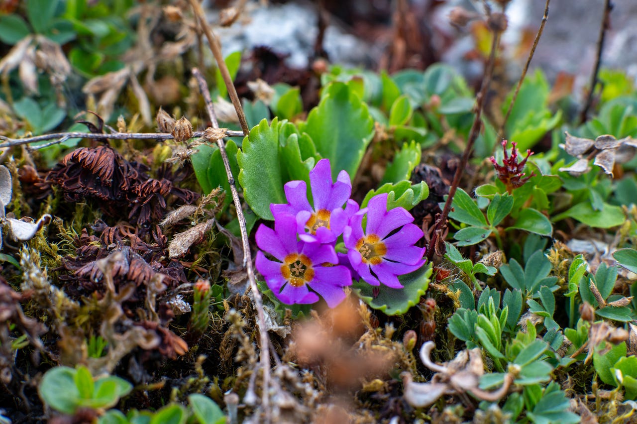 Close-up of three small magenta-pink primrose flowers with notched petals and yellow-orange centers, growing low among green toothed leaves. Around them, the tundra mat is a mix of tiny green leaves, russet moss, and the dried brown remains of last season's growth. Only the flowers and nearest leaves are in focus. Close-up of three small magenta-pink primrose flowers with notched petals and yellow-orange centers, growing low among green toothed leaves. Around them, the tundra mat is a mix of tiny green leaves, russet moss, and the dried brown remains of last season's growth. Only the flowers and nearest leaves are in focus.
