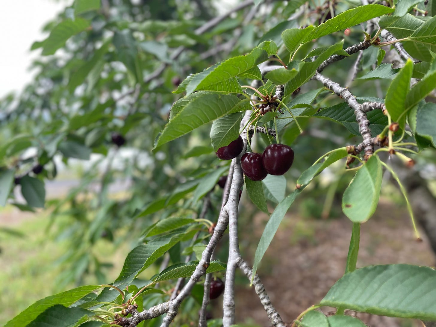 Three very dark red cherries still on the branch of a cherry tree on a cloudy, hazy day