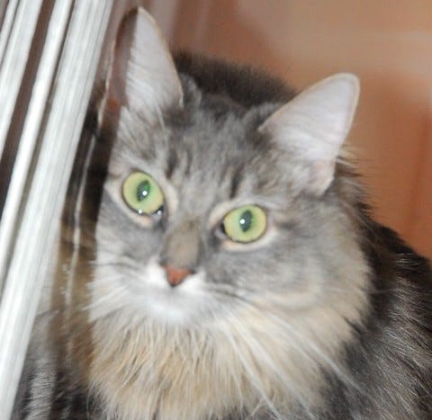 Kali_Huntress_Cats_Whiskers Kali_Huntress_Cats_Whiskers