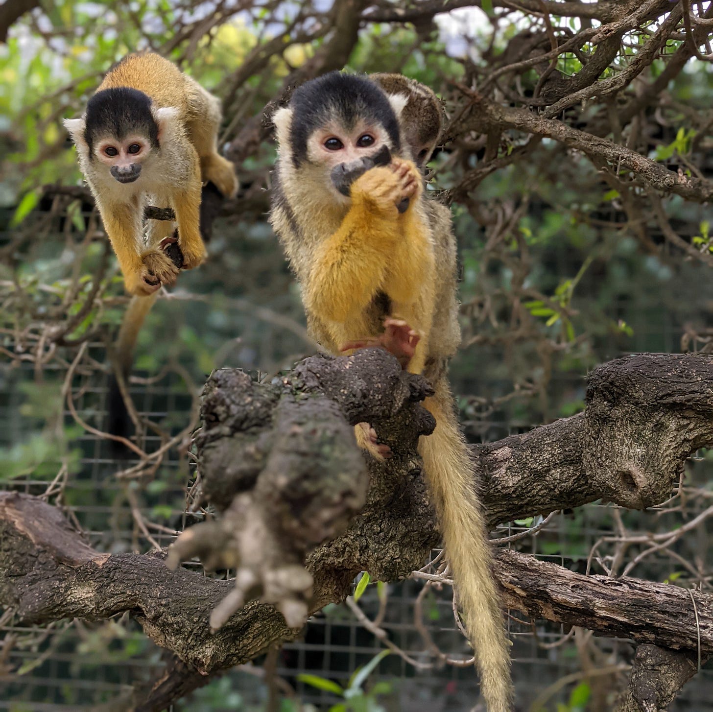 Squirrel Monkeys