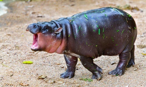 Moo Deng at Khao Kheow Open Zoo in Thailand