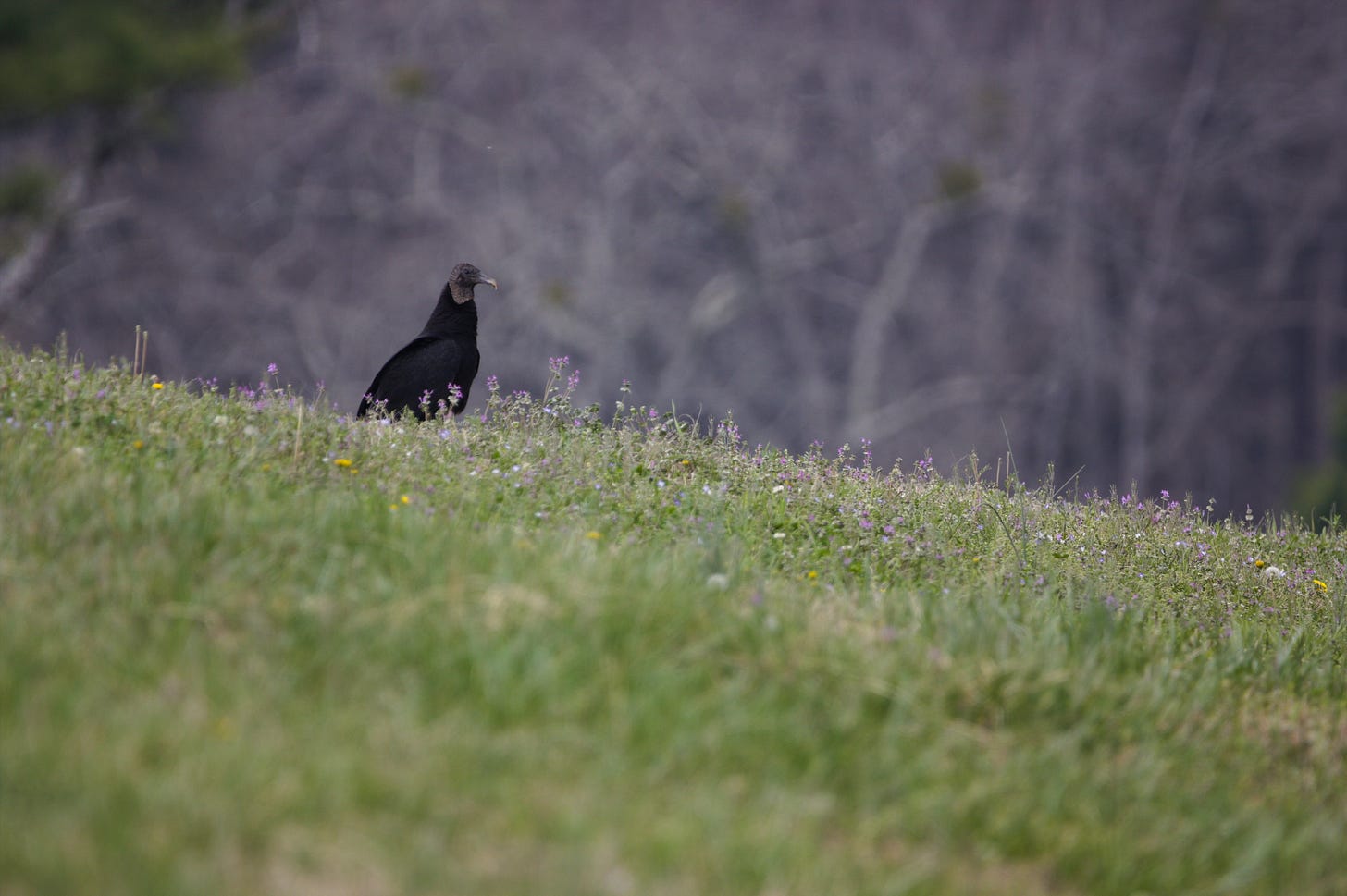 In a field of purple and yellow wildflowers, a large black vulture with bald dark gray head, looking off into the distance pensively at something off camera.