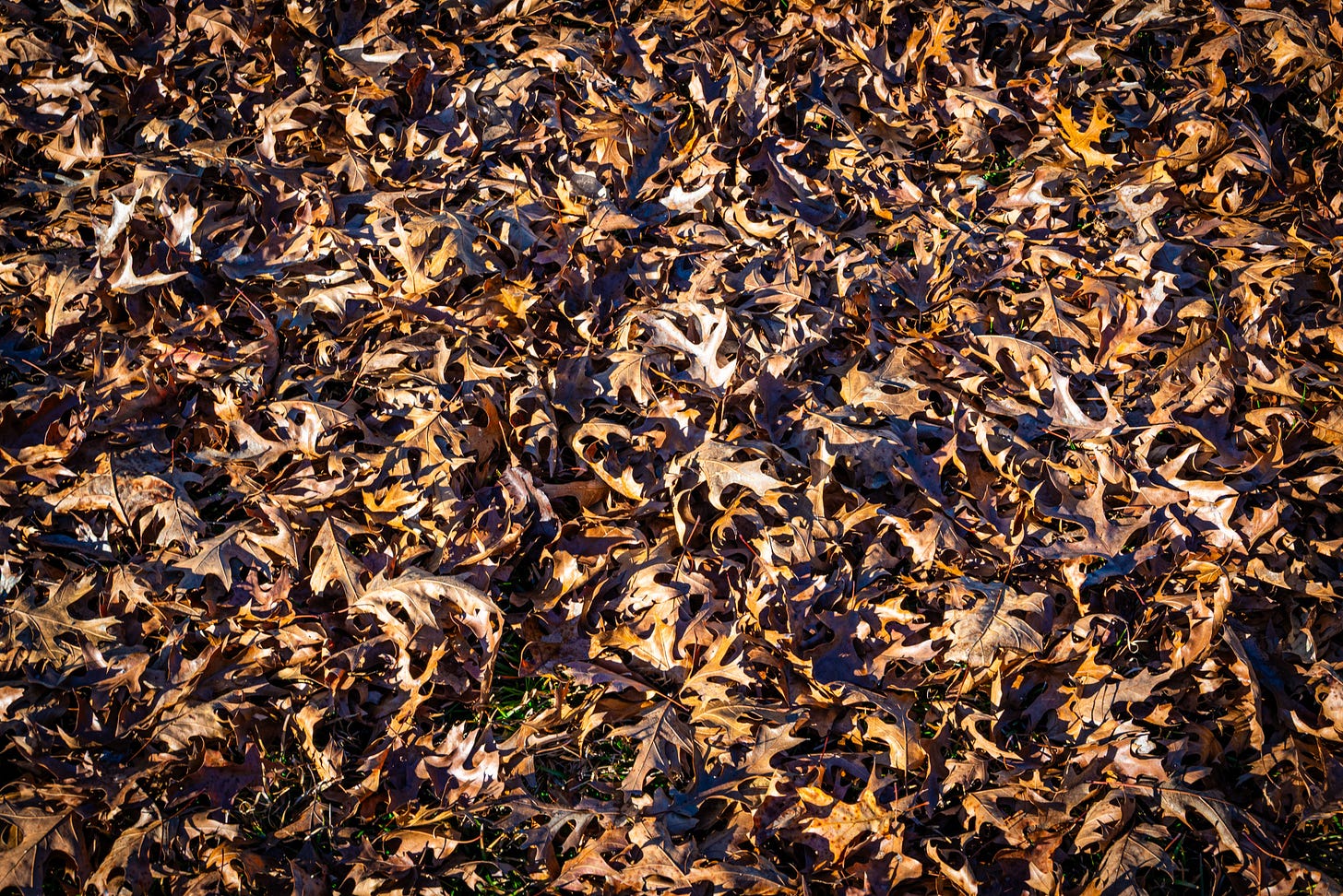 A close-up of a ground covered with a dense layer of brown and orange autumn leaves, creating a textured, earthy pattern.