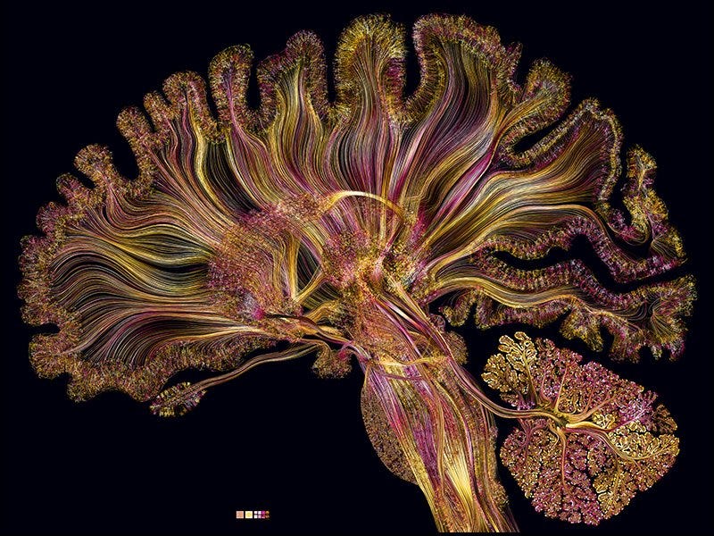 Greg Dunn Neuro Art - Brain and Neuroscience Fine Art Paintings