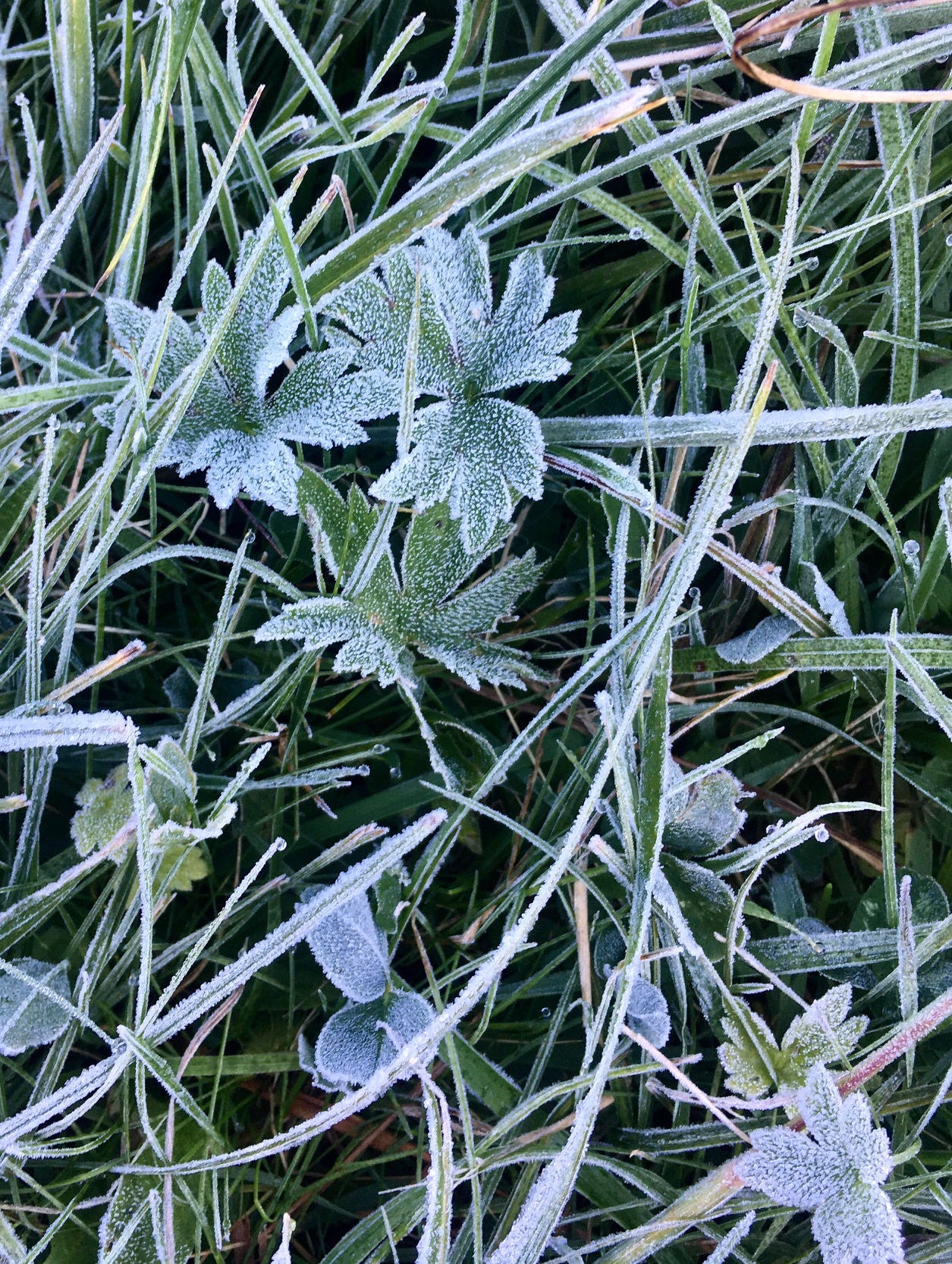 Raureif auf Gras in Nahaufnahme
