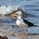 Albatross's avatar