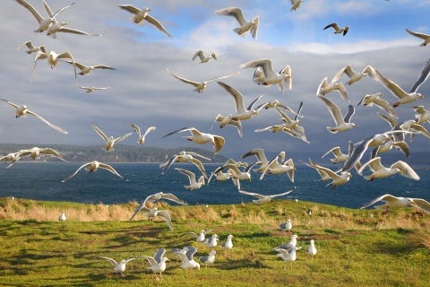 Protection Island National Wildlife Refuge | U.S. Fish & Wildlife Service Protection Island National Wildlife Refuge | U.S. Fish & Wildlife Service
