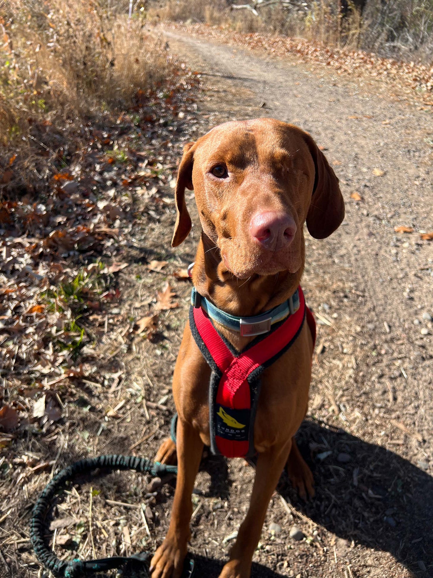 Lief the one-eyed Visla poses handsomely for the camera as he takes a walk. Lief the one-eyed Visla poses handsomely for the camera as he takes a walk.