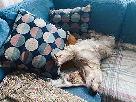 dog sleeping in funny ways