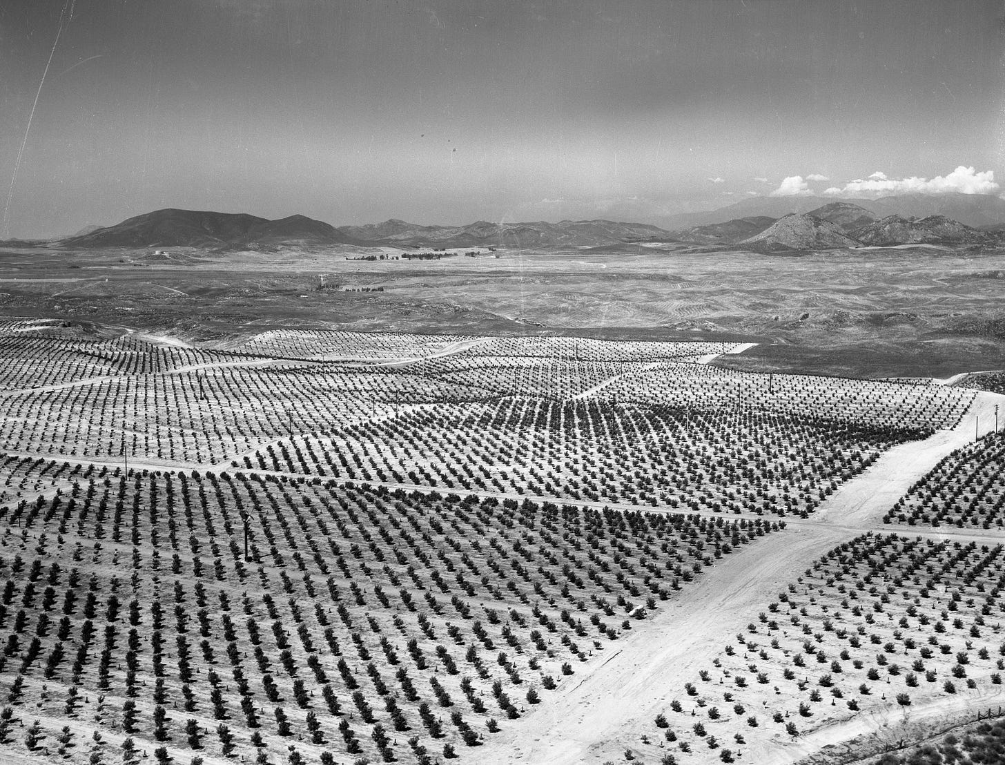 Aerial view of extensive citrus groves in the Temecula Valley, part of the Rancho California agricultural development, with mountains in the distance. Aerial view of extensive citrus groves in the Temecula Valley, part of the Rancho California agricultural development, with mountains in the distance.
