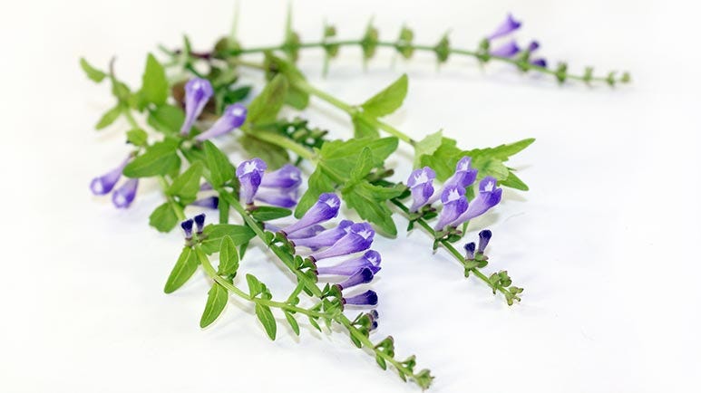 skullcap herb fights tumors