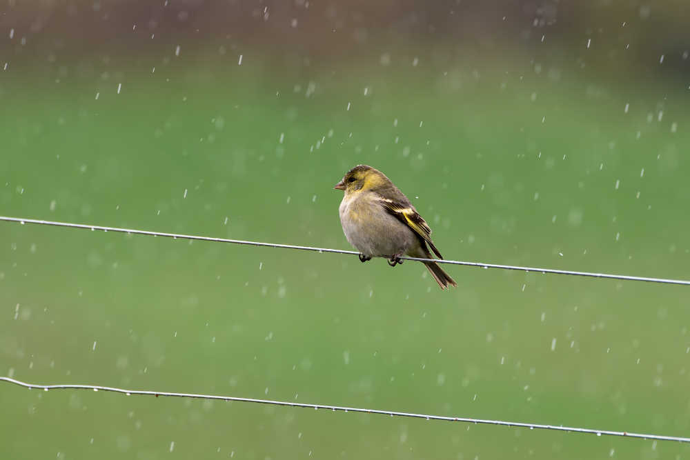 un pajarito bajo la lluvia, sintiendo cómo el agua le refresca