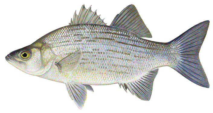 White Bass White Bass