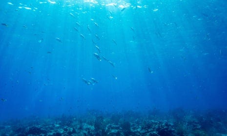 Fish swim around a coral reef in Key West, Florida