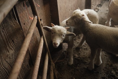 Three photos: one of lambs, one of sheep, and one of the book Woolgathering