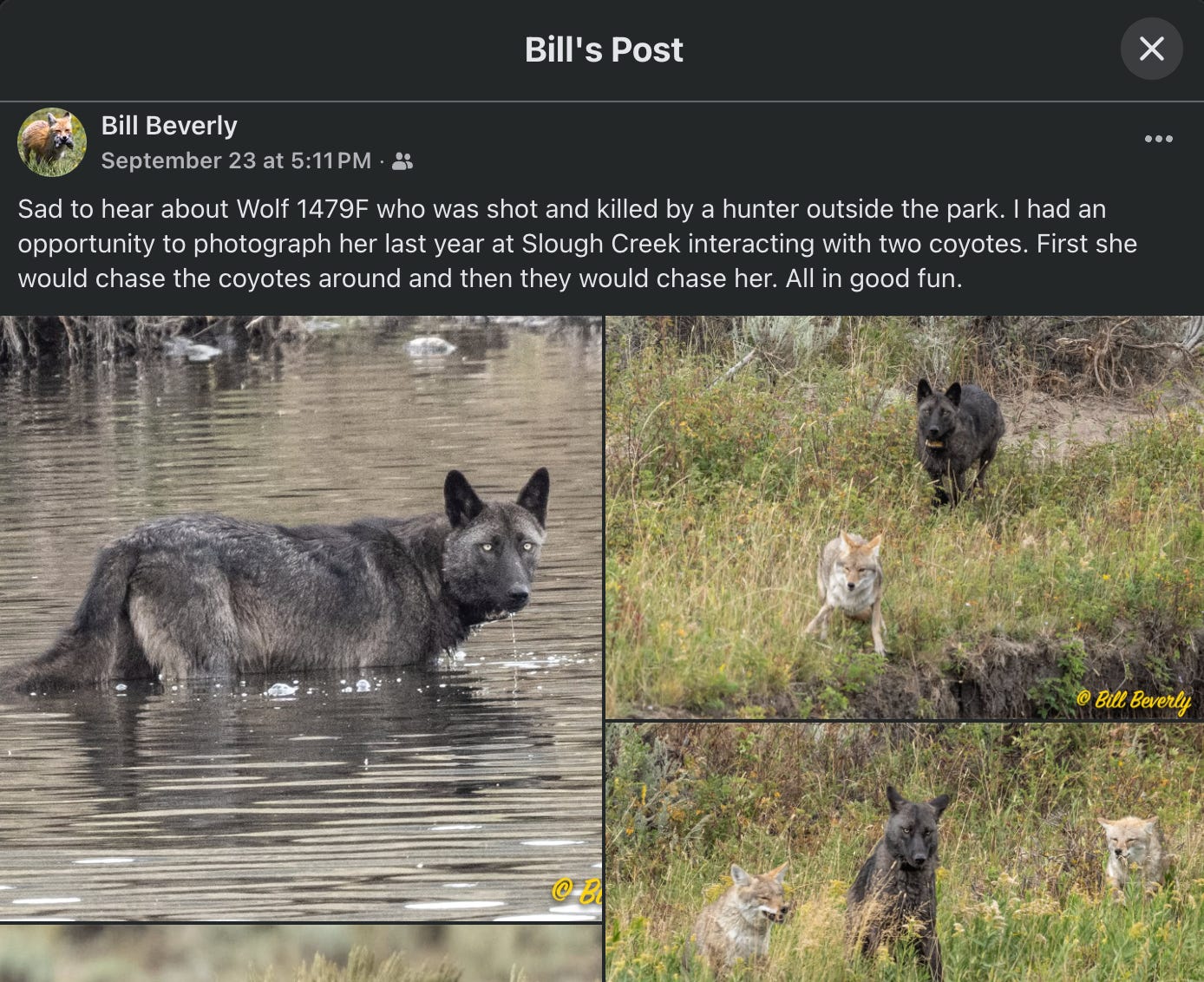 screenshot of facebook post with three photos featuring a black wolf and caption reads: "Bill Beverly September 23 at 5:11 PM • 8 Sad to hear about Wolf 1479F who was shot and killed by a hunter outside the park. I had an opportunity to photograph her last year at Slough Creek interacting with two coyotes. First she would chase the coyotes around and then they would chase her. All in good fun."