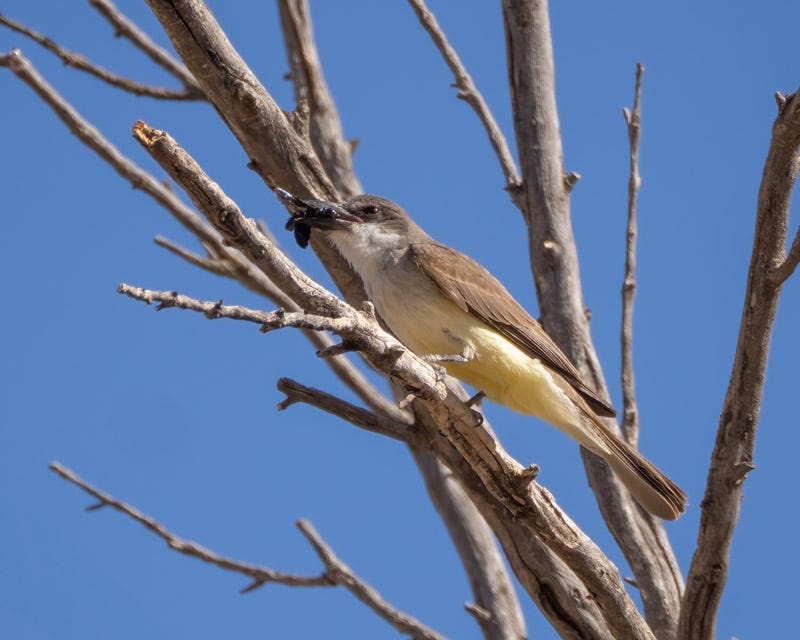 20250626-BoxCanyon-136-Edit.jpg 20250626-BoxCanyon-136-Edit.jpg