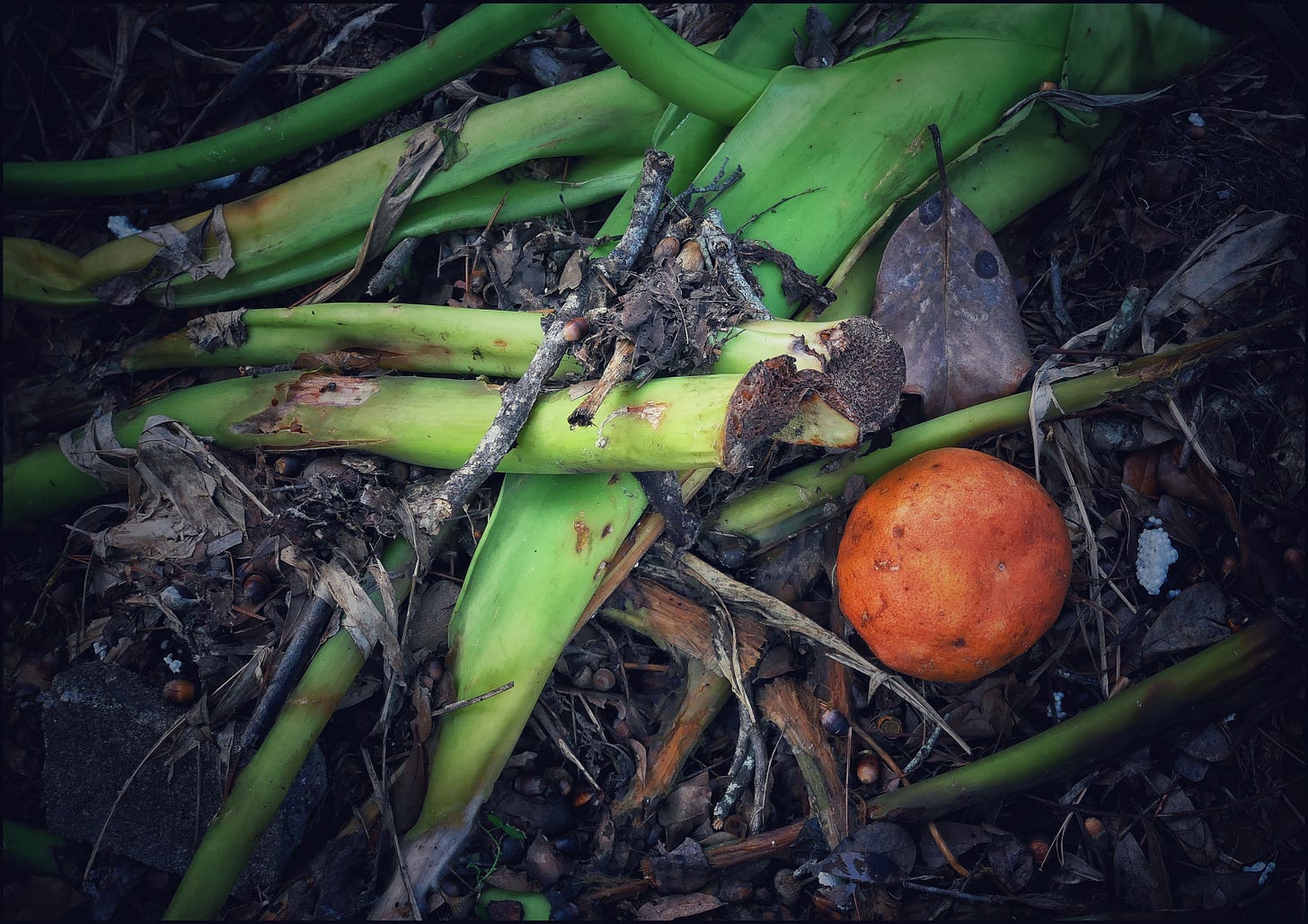Color photo of a mass of unappetizing vegetable matter: some large green stems, an orange or tangerine, whole wads of dead leaves... Everything which isn't already brown or gray is headed in that direction.