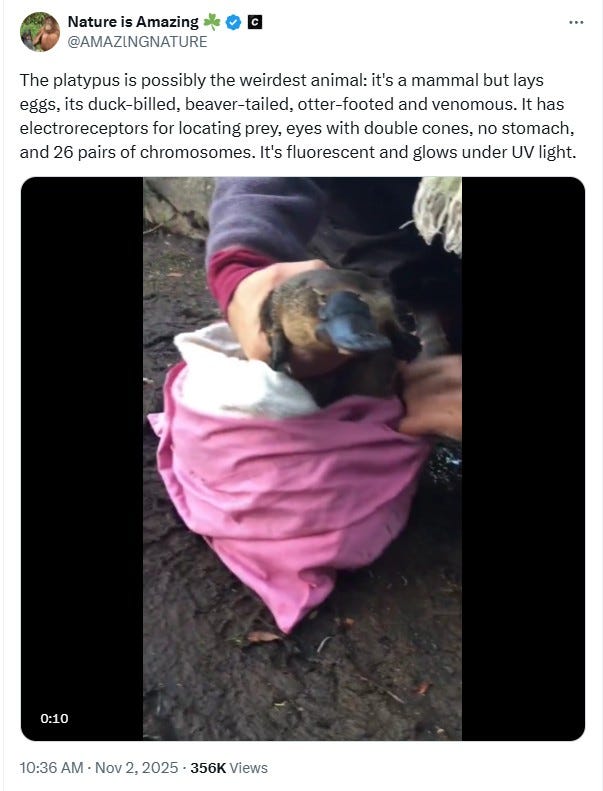 The Platypus is an amazing animal. Watch video (14 sec) | Learn more (Wikipedia)