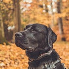 Il migliore amico del trifulau