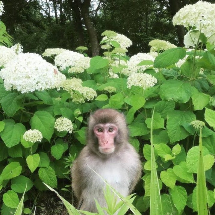 Artwork for tranquilísima