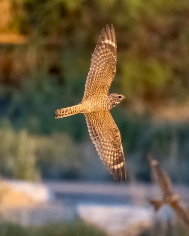 20250524-AguaCaliente-406-Edit.jpg 20250524-AguaCaliente-406-Edit.jpg