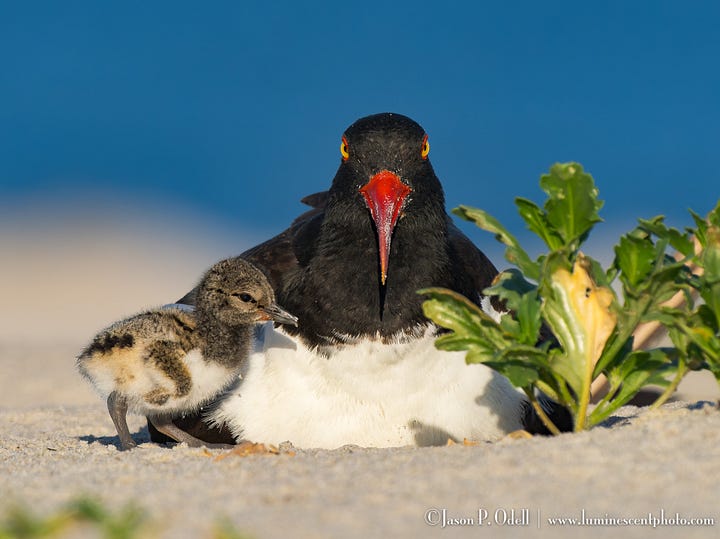 Oystercatcher birds and their chicks