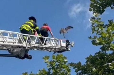 Hawk rescued from netting on Massachusetts golf course