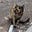 halal kitty's avatar