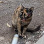 halal kitty's avatar
