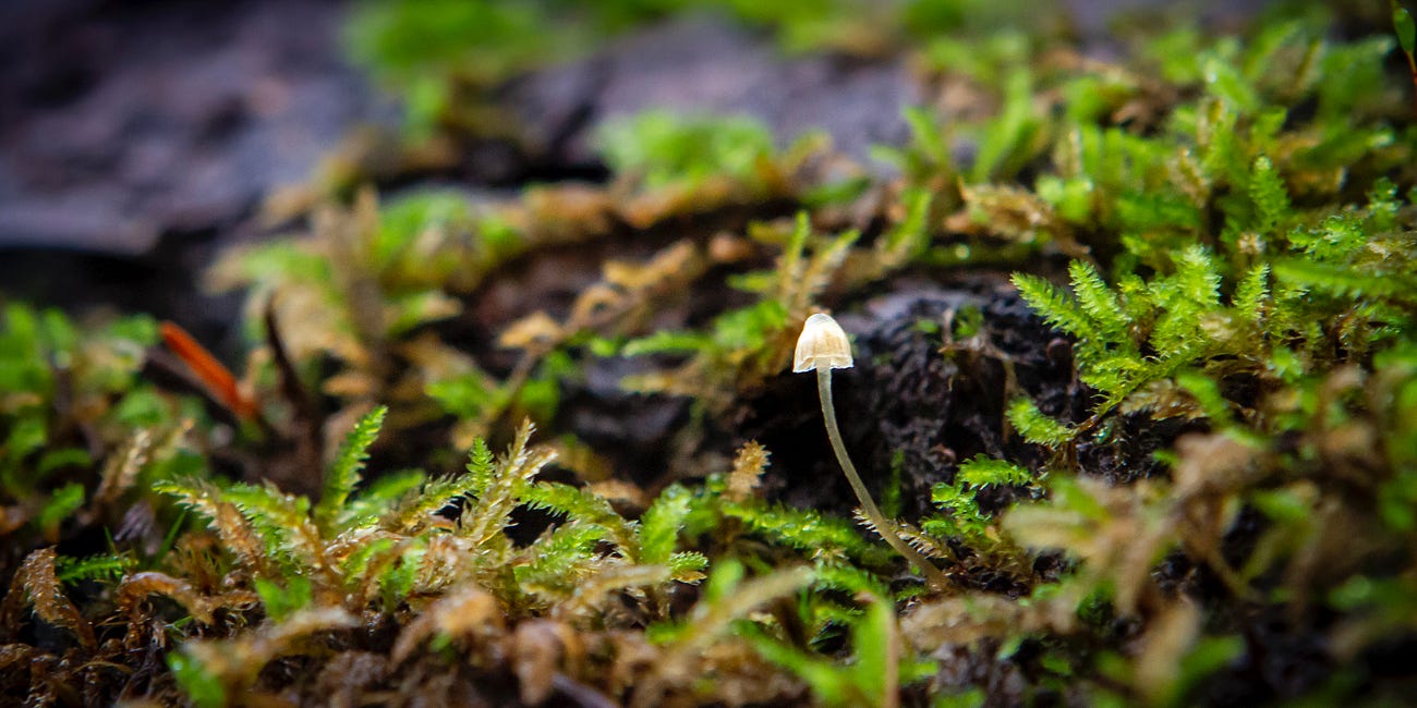 One Thousand Years of Tonglen