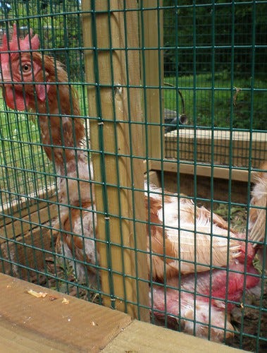 Ex-Battery Chickens 1 Ex-Battery Chickens 1