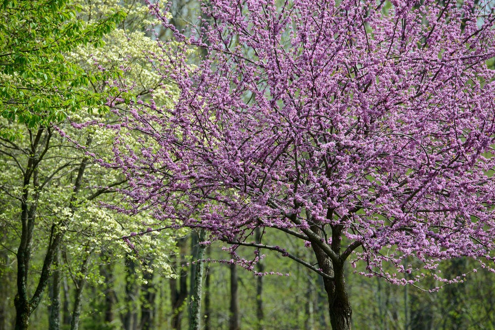 redbuds-in-forest redbuds-in-forest