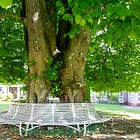 10. Peace and Reconciliation Tree