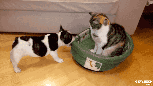 When Worlds Collide: 20 Adorable Cat + Dog GIFs - Memebase - Funny Memes