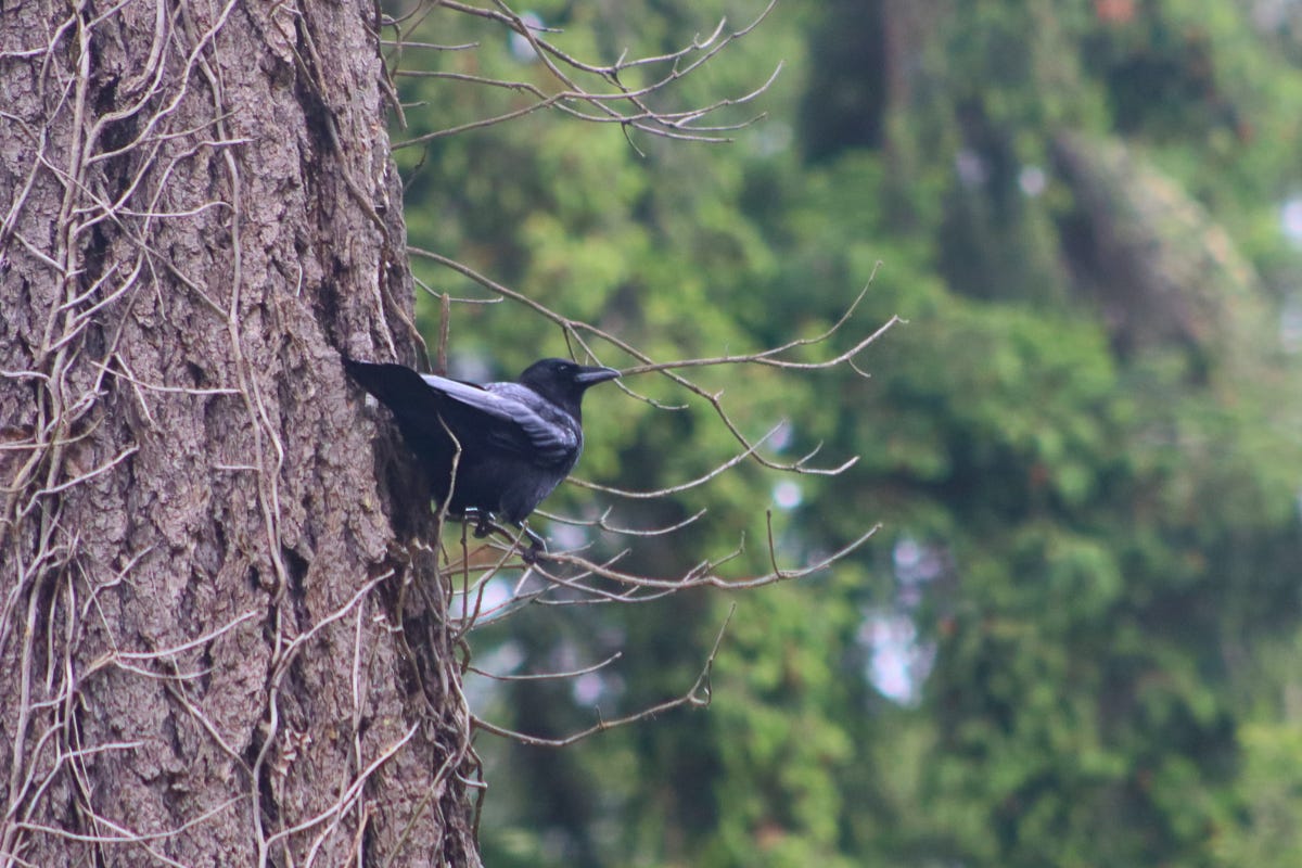 A black American Crow perched on a bare branch of a large tree with textured bark, looking towards the right, with blurred green foliage in the background. A black American Crow perched on a bare branch of a large tree with textured bark, looking towards the right, with blurred green foliage in the background.