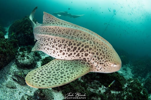 Leopard shark Leopard shark