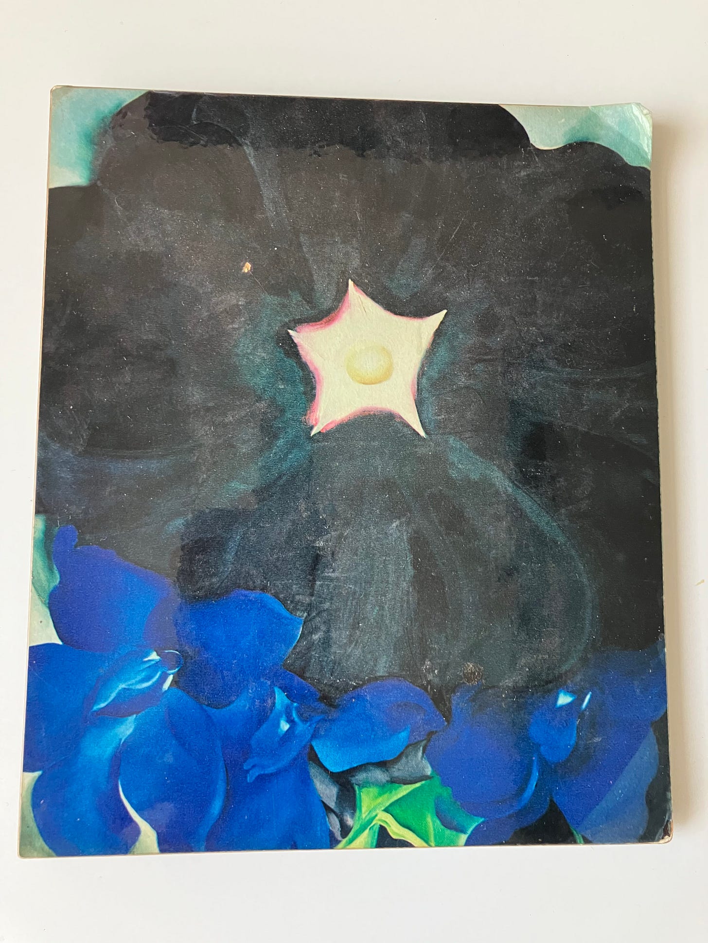 close up of dark blue flower with white center, surrounded by lighter blue petals