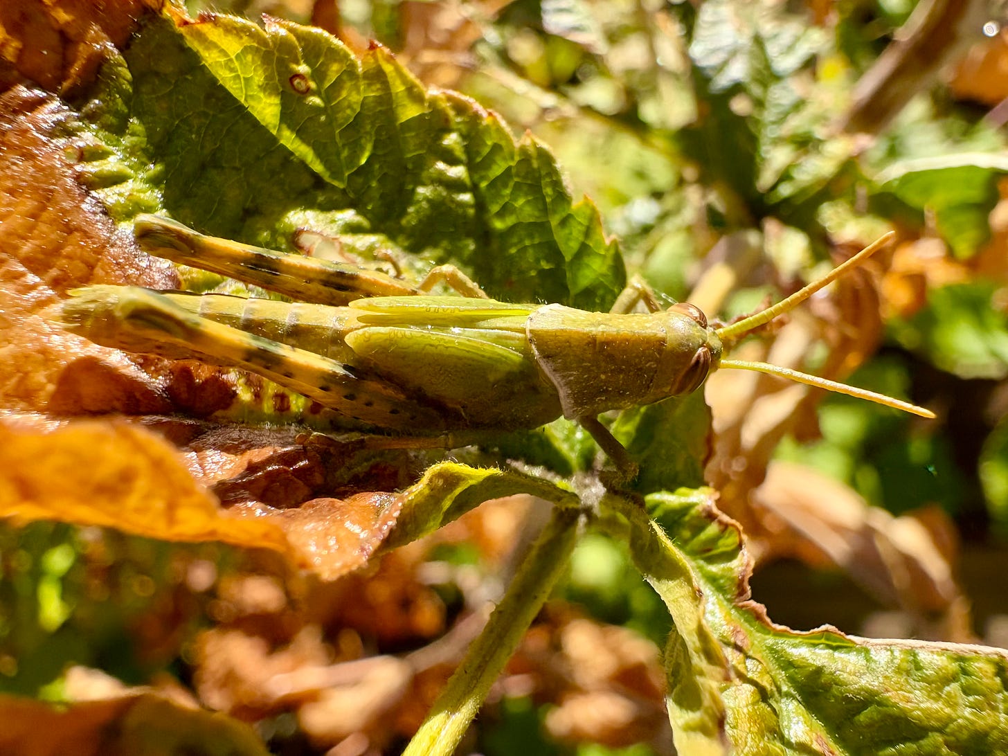 A pale green grasshopper sits on a leaf that is changing from green to brown, Loscotoff 2025