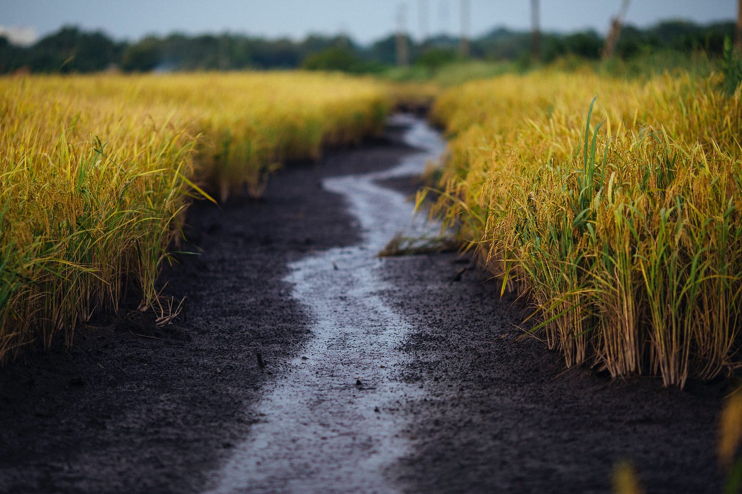 A crooked row in the middle of a field. A crooked row in the middle of a field.