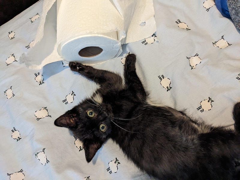Peter, a tiny black and white tuxedo kitten, lays on his back and looks up at the camera. He is not quite touching a roll of paper towels that he was previously trying to destroy.