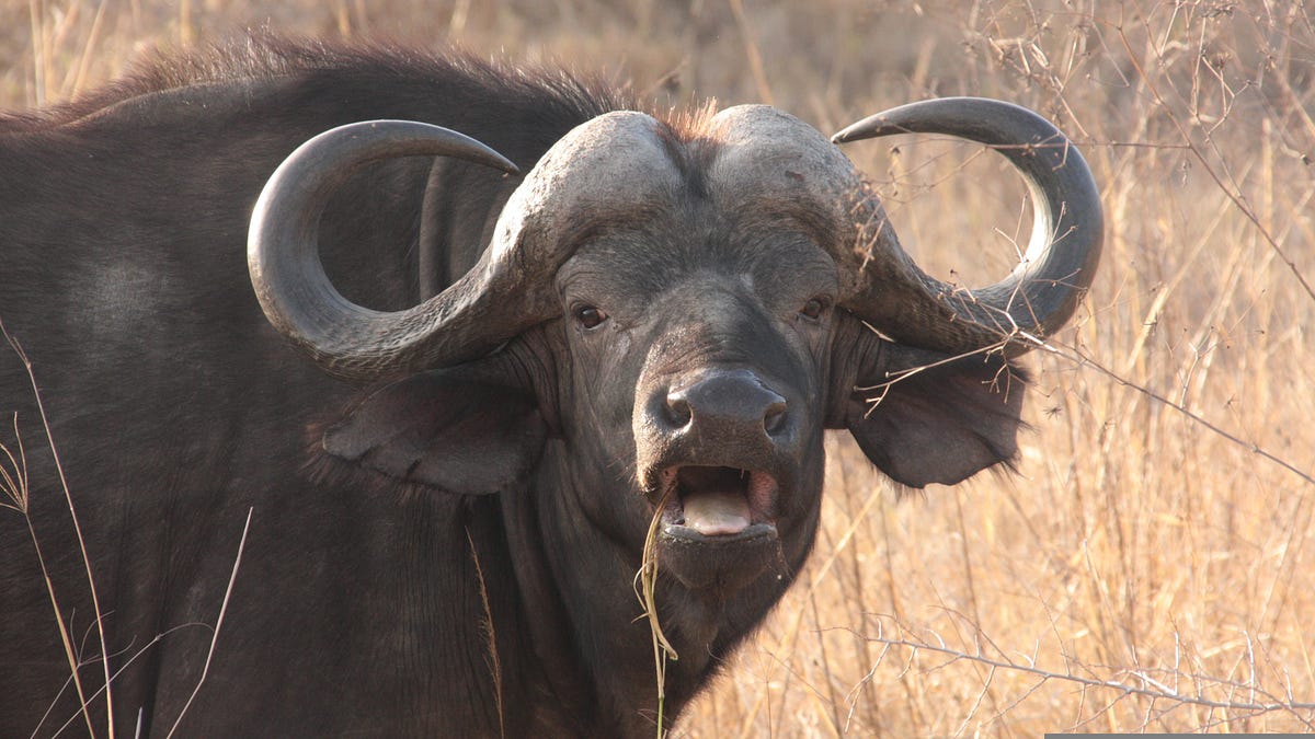 Buffalo Belts Out O Canada!