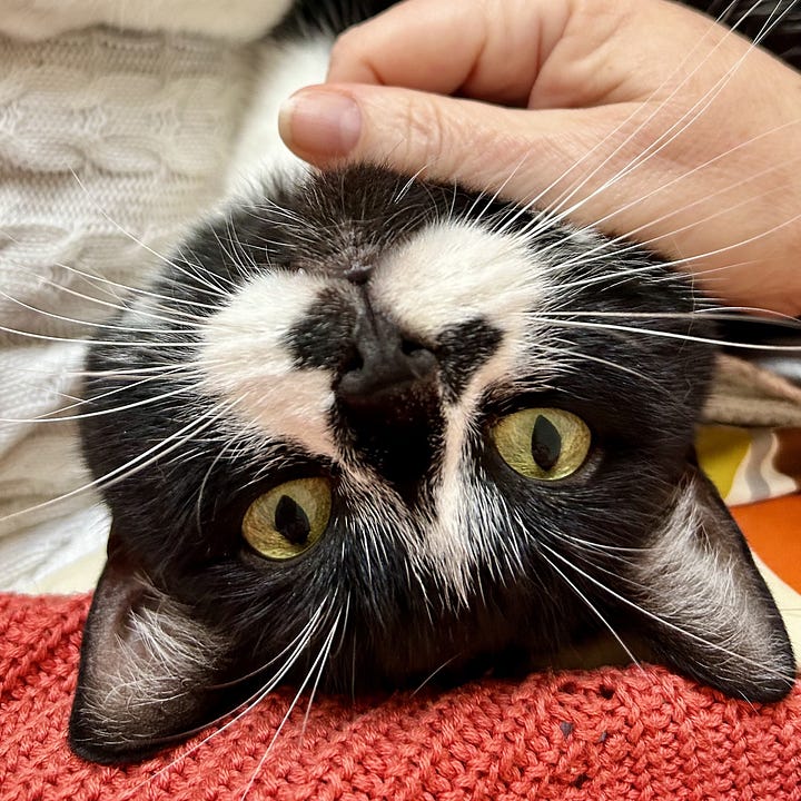 A gallery of four close up shots of Noodles with various cute and funny expressions