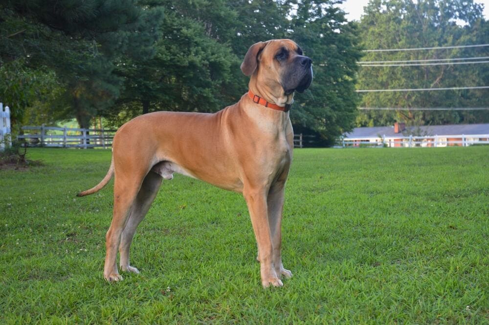 Great Dane Dog Breed: Size, Personality and More | Dog Food Advisor