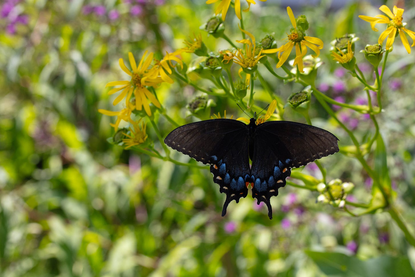 A swallowtail with black wings bordered, at the bottom, with blue, visits yellow daisy-like flowers against a soft focus background of green leaves and small purple flowers