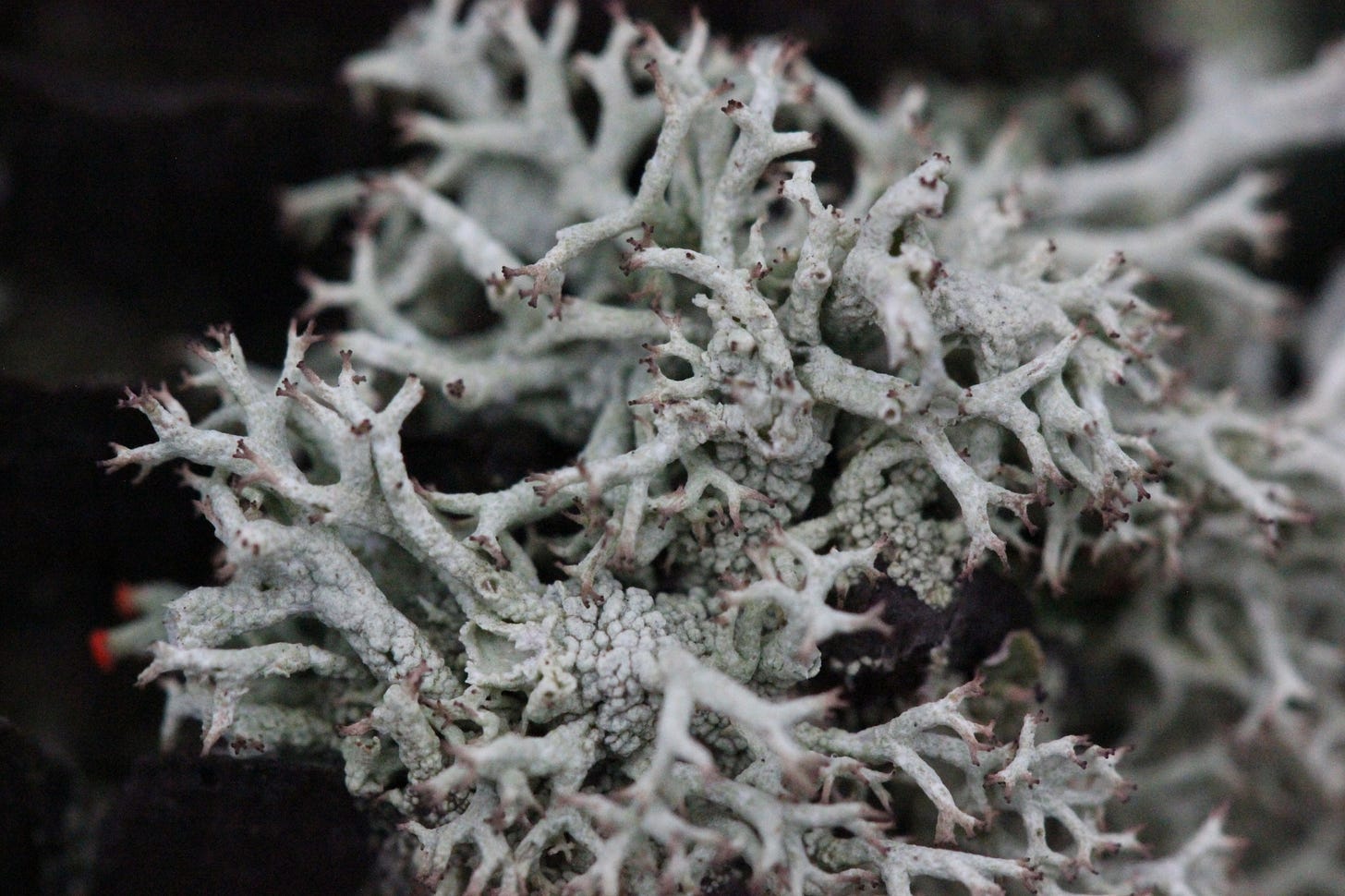 A gray-blue lihcne with branching stalks that end with crown-like, peaked tips that have just a little dark red on them
